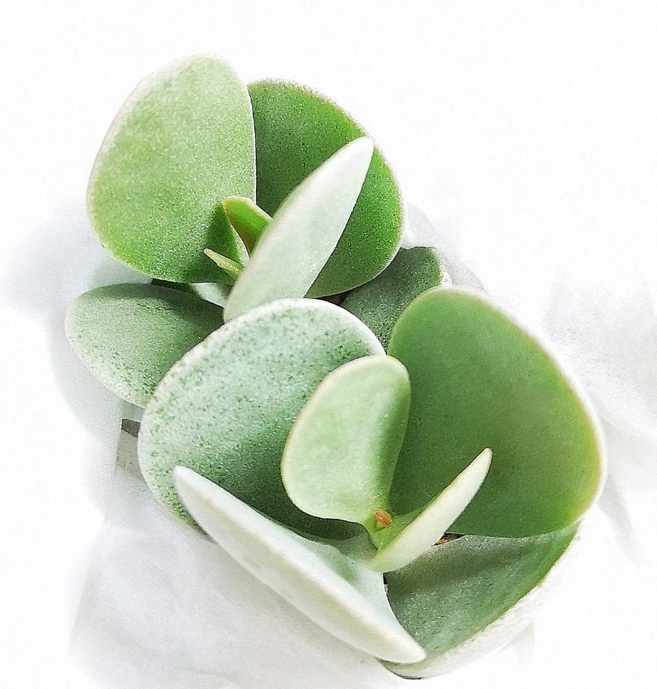 スカピゲラの投稿画像 By Eyeさん カランコエ属 スカピゲラと Mealy Kalanchoe と Eye 198とsucculents Networkとカーマとカクトロコとおうち園芸とスカピゲラ と Eye カランコエ属と三重県とmealy Kalanchoeとカクトロコ産 と カランコエ属と Eye さ行とホムパト