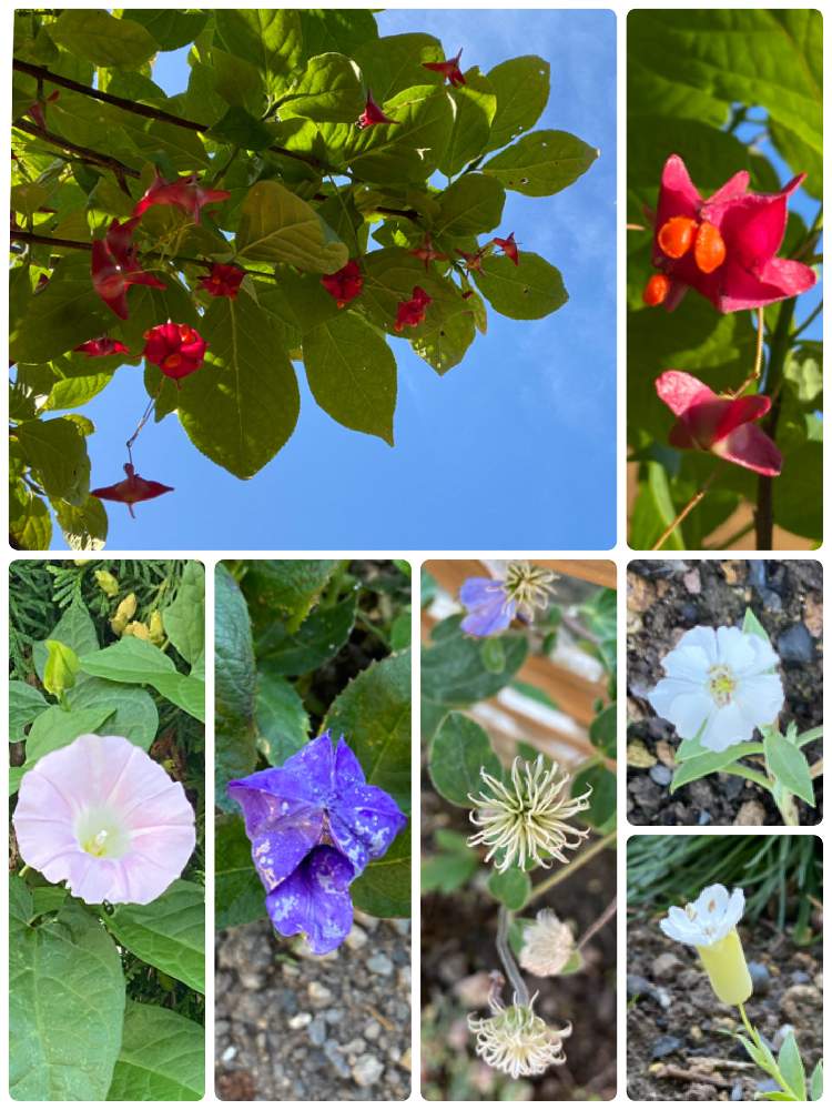 植物初心者の投稿画像 By 空色さん シレネ マルティアとお花に癒されてとヒロハツリバナ と北海道とクレマチスの花後と桔梗の花と桔梗 月9月3日 Greensnap グリーンスナップ