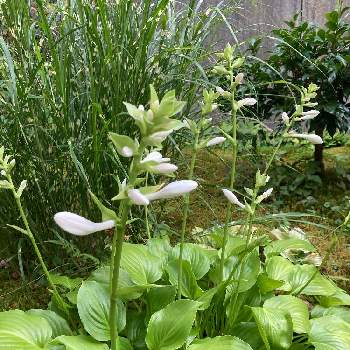 お慕い申しておりますの投稿画像一覧 Greensnap グリーンスナップ