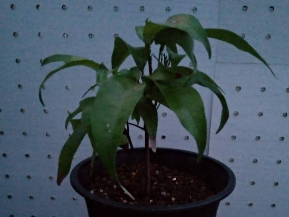 ライチの投稿画像 By 風前さん 実生に挑戦シリーズと食べた種と種まきと実生の日と実生 月9月3日 Greensnap グリーンスナップ