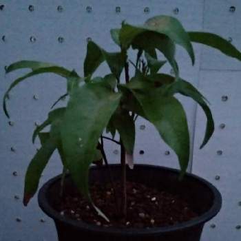 ライチの投稿画像一覧 Greensnap グリーンスナップ
