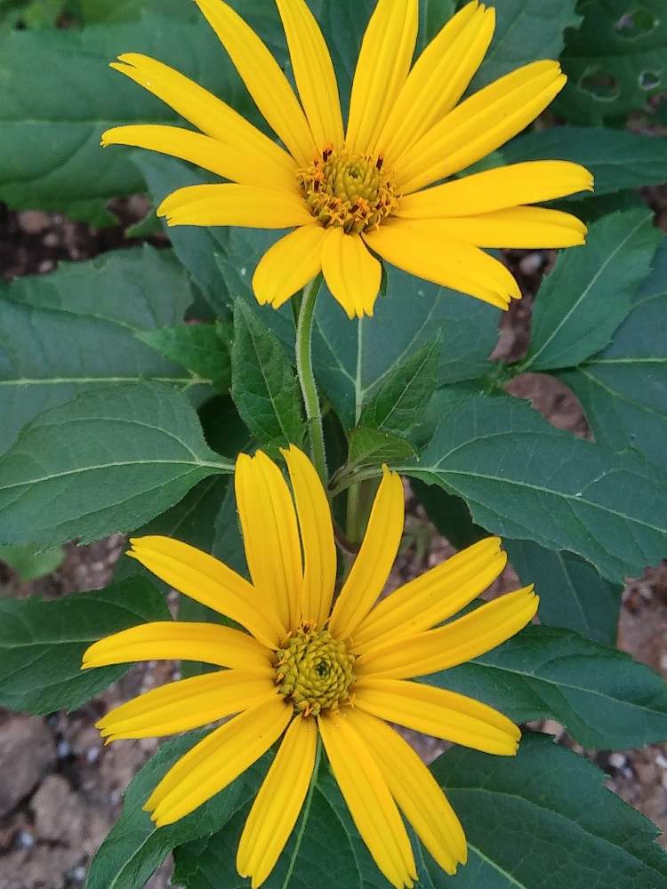 ヘリオプシスの投稿画像 By まりの庭さん 種からと春まき 月9月3日 Greensnap グリーンスナップ