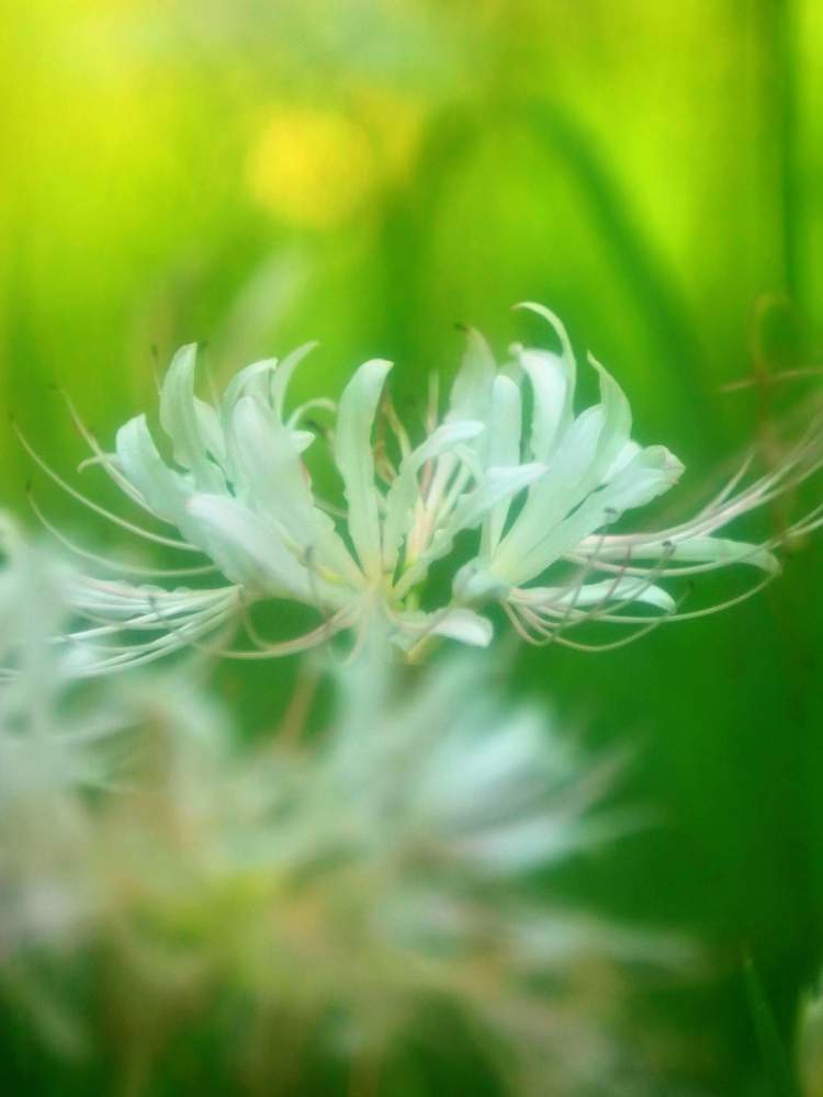 リコリス 彼岸花 白の投稿画像 By ロベカル３さん 植物のある暮らしとキラキラ と花のある風景と印象的と横顔と花のある暮らしと白い花と北川村モネの庭マルモッタン 月9月3日 Greensnap グリーンスナップ