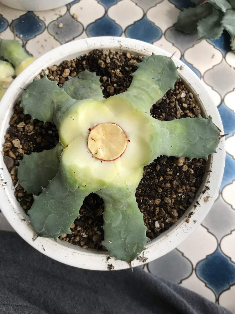 アガベの投稿画像 By Osgさん 胴切り苗 月9月4日 Greensnap グリーンスナップ