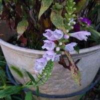 ハナトラノオの画像