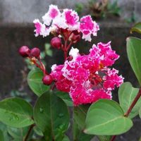 サルスベリの画像