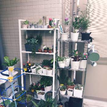 レウこフィルムの投稿画像一覧 Greensnap グリーンスナップ