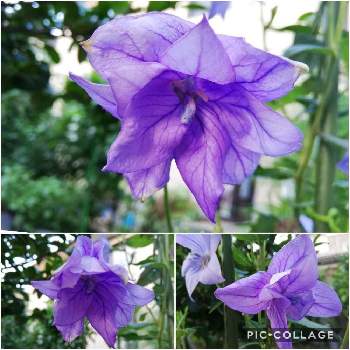 キキョウ紫の画像 by こよー2ndさん | 小さな庭とおうち園芸とキキョウ紫と我が家の桔梗(キキョウ)