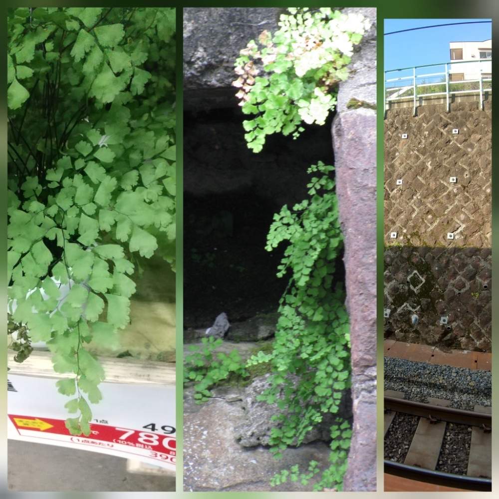 アジアンタムの投稿画像 By うりあんずさん 蓬莱シダと田端駅とお出かけ先と通勤途中と駅周辺の花と通勤途中と駅周辺の花 月9月4日 Greensnap グリーンスナップ Greensnap グリーンスナップ