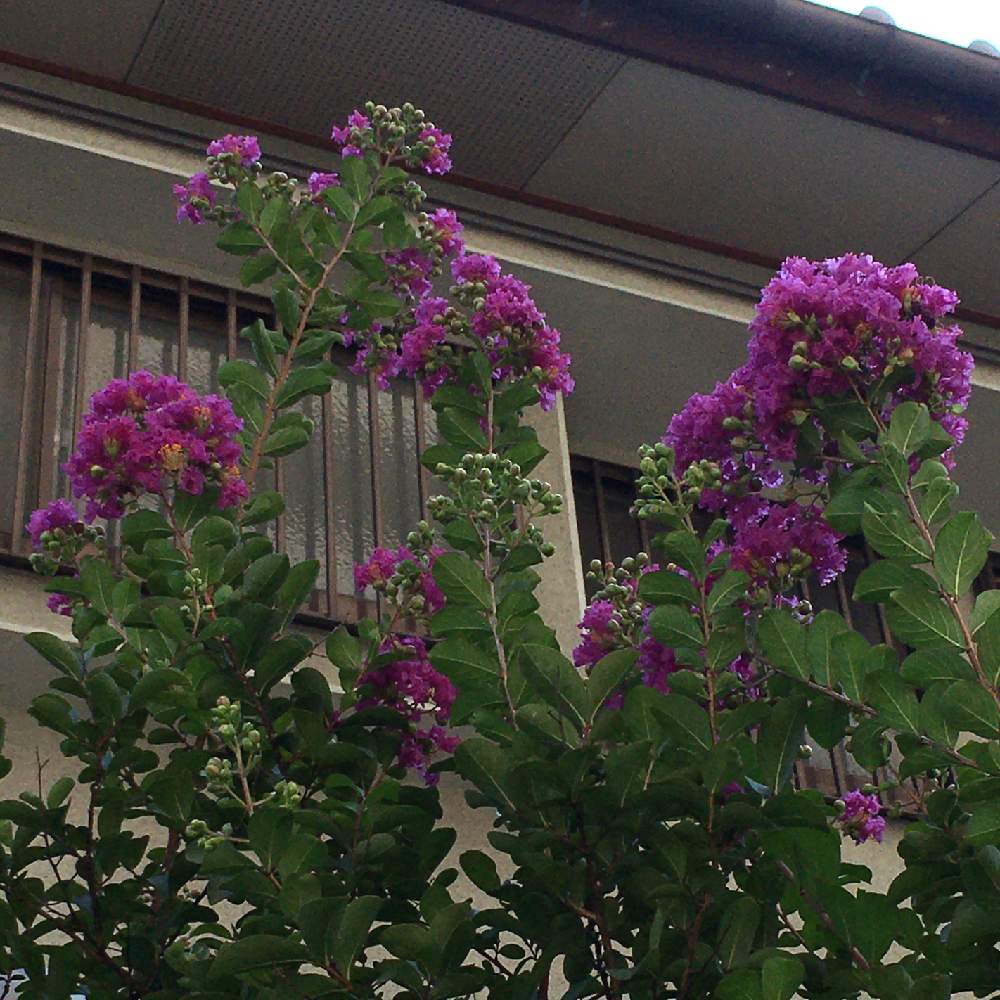 サルスベリの投稿画像 By Manabeさん 百日紅 サルスベリ とお出かけ先とサルスベリ属とミソハギ科とミソハギ科サルスベリ属とサルスベリの花と紫 の花とサルスベリ属とミソハギ科とミソハギ科サルスベリ属とサルスベリの花と紫の花 月9月4日 Greensnap