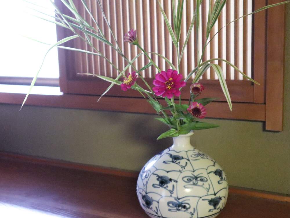 庭の花の投稿画像 By こもひささん お部屋に飾るとおうちを彩る花と和室の花とシマカヤとジニア百日草と1 000万枚突破とパンジー苗ケース希望 月9月4日 Greensnap グリーンスナップ