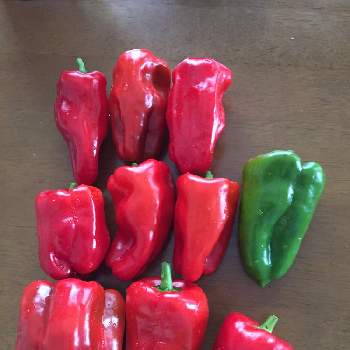 ピーマン 京みどり 赤くなった果実の投稿画像一覧 Greensnap グリーンスナップ