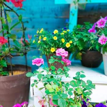 色々いろいろの画像 by TAKA丸さん | 広い庭とアサガオとペチュニアとペチュニアとマンデビラとミリオンベルとサンパラソルとミニバラ・バラときくと色々いろいろとおうち園芸とおうちを彩る花とガーデニングとバラ・ミニバラ