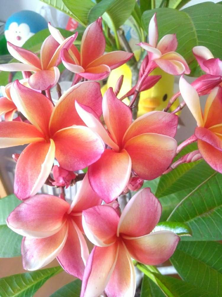 プルメリアの投稿画像 By C S G A K A さん プルメリア カリフォルニアサンセットと暑い とキイロイトリとトロピカルと夏の花 とおうち園芸と腰痛に負けるな とドラえもんとアロハと良い香りとハワイアンと花のある暮らしとタイ産 月9月4日 Greensnap