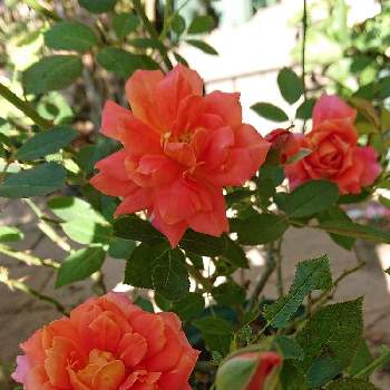 ディズニーランド ローズの画像 by ＹＵＭＩＫＯさん | 小さな庭と私の癒し♡と薔薇愛同盟と花が好き❤と大好きとおうち園芸とお花に癒されてと植中毒と薔薇が好き❤と花のある暮らしとかわいいな♡といい色♡とディズニーランド ローズ