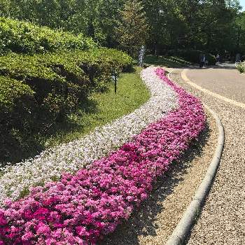 テルスターの投稿画像一覧 Greensnap グリーンスナップ