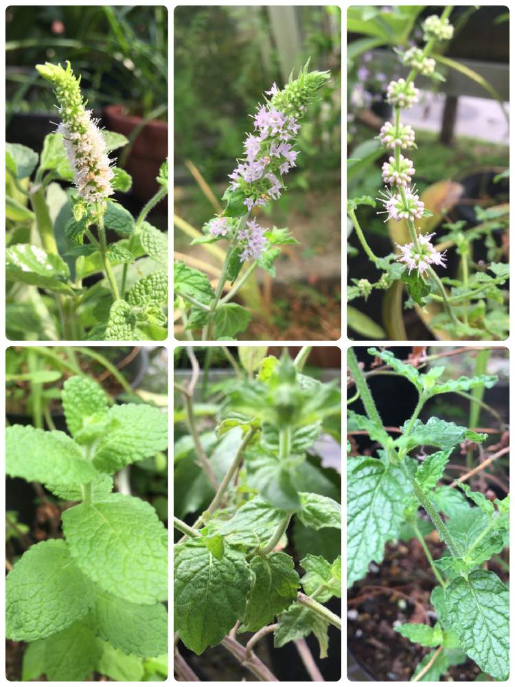 アップルミントの投稿画像 By かざぐるまさん ストロベリーミントとグレープフルーツミント 月9月4日 Greensnap グリーンスナップ