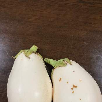 変わった野菜の投稿画像一覧 Greensnap グリーンスナップ