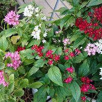 ペンタスの画像