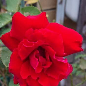 ベルサイユのバラの画像 by 山ちゃんさん | バラとベルサイユのバラと鉢植えと花のある暮らしと我が家のバラと夕方のバラと微香