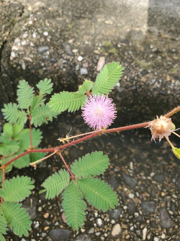 オジギソウの投稿画像 By にしちゃんさん 月9月4日 Greensnap グリーンスナップ