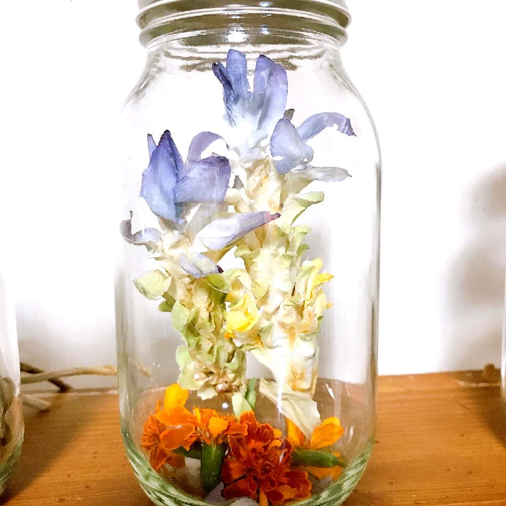 ドライフラワー作りの投稿画像 By Haruさん ドライフラワーのある暮らしとボトルフラワーとシリカゲルドライフラワーとウコンの花ドライと花 のある暮らしとマリーゴールドドライ 月9月4日 Greensnap グリーンスナップ