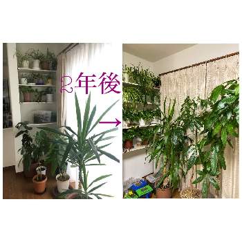 部屋がジャングルの投稿画像一覧 Greensnap グリーンスナップ