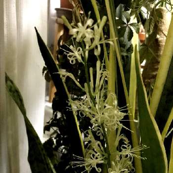 サンスベリアの花の画像 by manaさん | 部屋とホワイトと サンスベリアと癒しとかわぃぃ。と綺麗とサンスベリアの花と花のある暮らしと白い花と花は癒やし♡