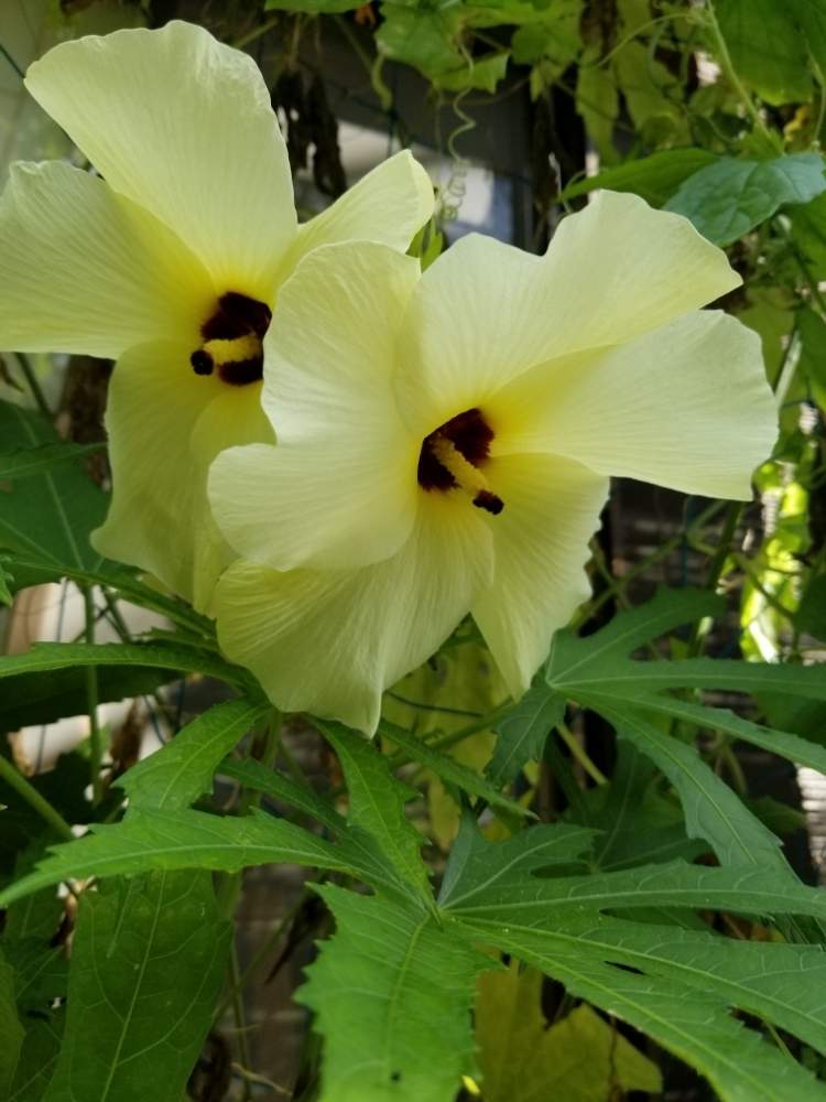 小さな庭の投稿画像 By おんしゃんさん 月9月4日 Greensnap グリーンスナップ Greensnap グリーンスナップ