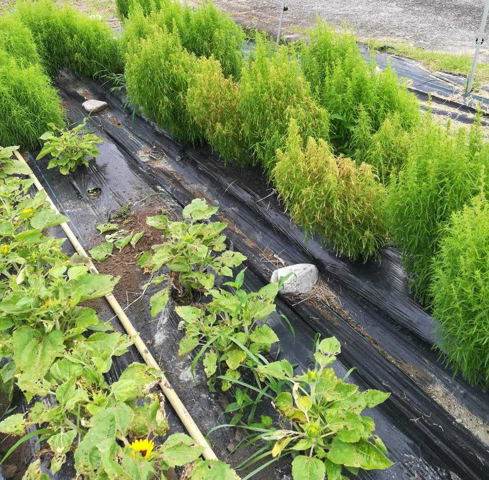 和歌山県田辺市の花畑 コキア Greensnap グリーンスナップ