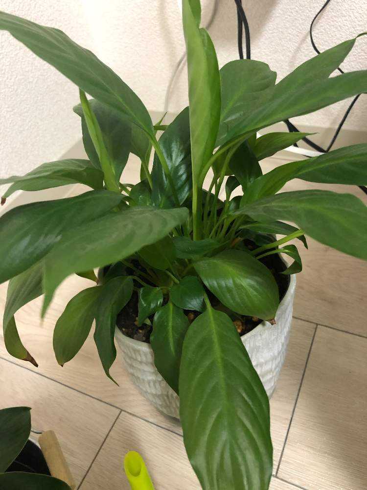 スパティフィラム Greensnap グリーンスナップ