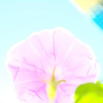 フジノンレンズXF 80mm R2.4 Macroの画像 by ピッチさん | バルコニー/ベランダとフジノンレンズXF 80mm R2.4 Macroと生き生きと写ルンです！富士フイルムとおうちで楽しむ夏の草花フォトコンと秋の花アサガオ