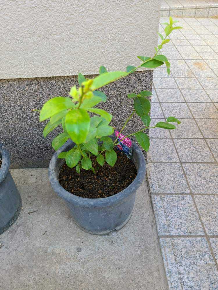 ブルーベリー ラビットアイ系 Greensnap グリーンスナップ