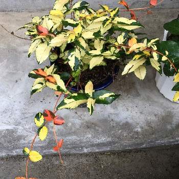 テイカカズラ属の投稿画像一覧 Greensnap グリーンスナップ