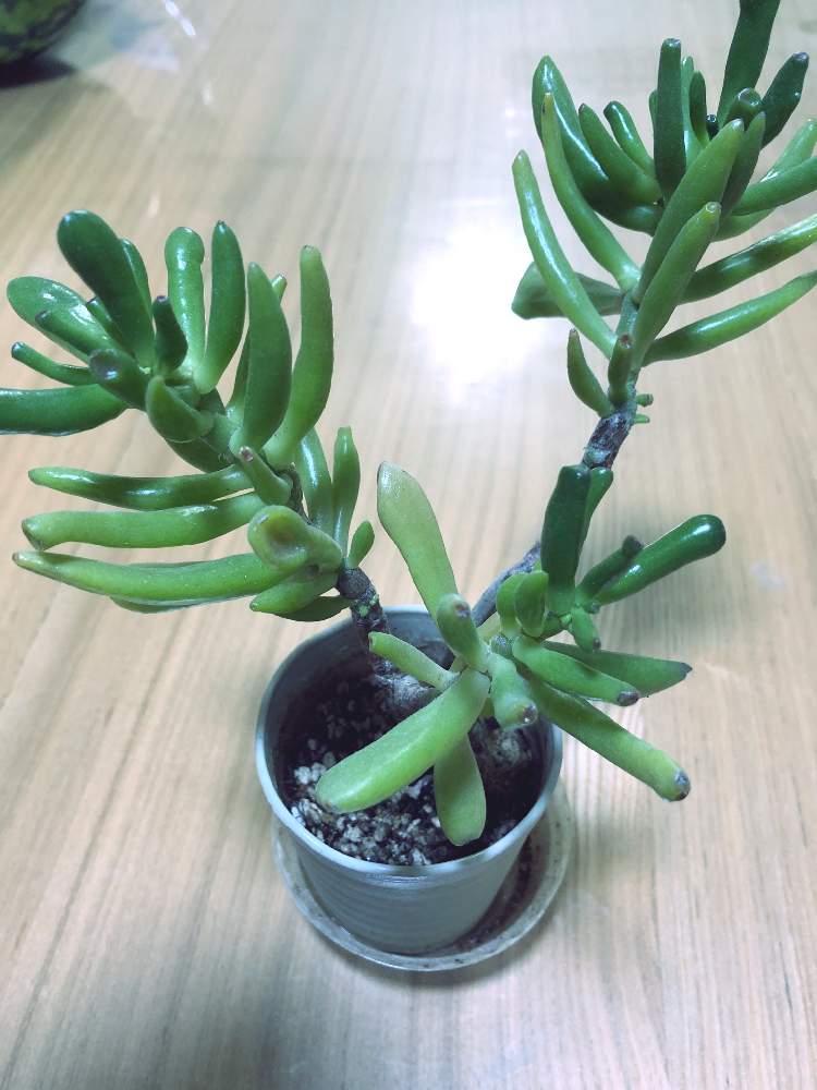 ゴーラムの投稿画像 By Mamimuさん 多肉植物葉挿しと多肉植物植え替えとおうち園芸 月9月5日 Greensnap グリーンスナップ
