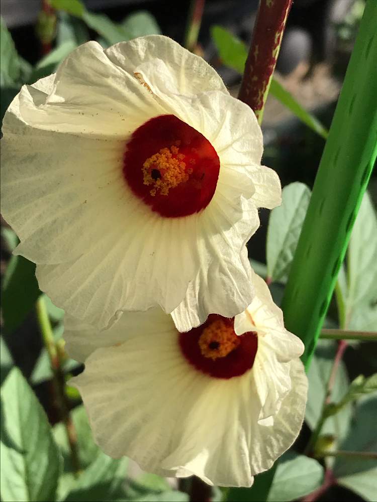 ローゼルの投稿画像 By ミコさん ガーデニング大好きとおうち園芸とお庭の植物と門からのアプローチと花のある暮らし 月9月5日 Greensnap グリーンスナップ