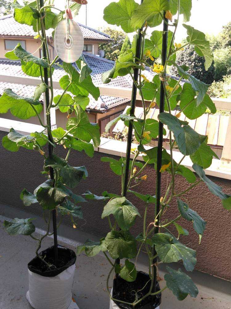 お中元で届いたメロンの種を蒔いて見た ３ 9月13日 日 追記 Greensnap グリーンスナップ