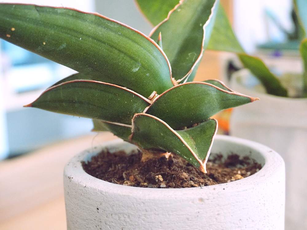 サンスベリアの投稿画像 By Usagiさん サンスベリア サムライドワーフとサンスベリア サムライ ドワーフとサンセベリア属と サンスベリア 月9月5日 Greensnap グリーンスナップ