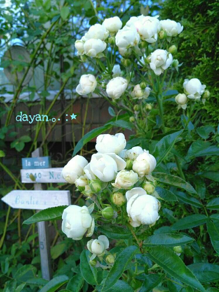 シュネープリンセスの投稿画像 By Dayanさん ばら バラ 薔薇と薔薇愛同盟とおうちを彩る花とgsでバラ園と白い花と北海道とdayan S Roseとバラを楽しむと地植え 月9月5日 Greensnap グリーンスナップ