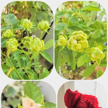 バラ サムライの画像 by こっしーさん | 小さな庭とミニバラと薔薇とエクレールとスプレーバラ　エクレールとバラ サムライと生長記録と植物のある暮らしと真っ赤なバラと植物だいすきと挿木のバラと挿し木とおうち園芸とグリーンの花と赤い花と12月生まれ♪とGS植物うちなーぐち会と花と緑のある暮らし