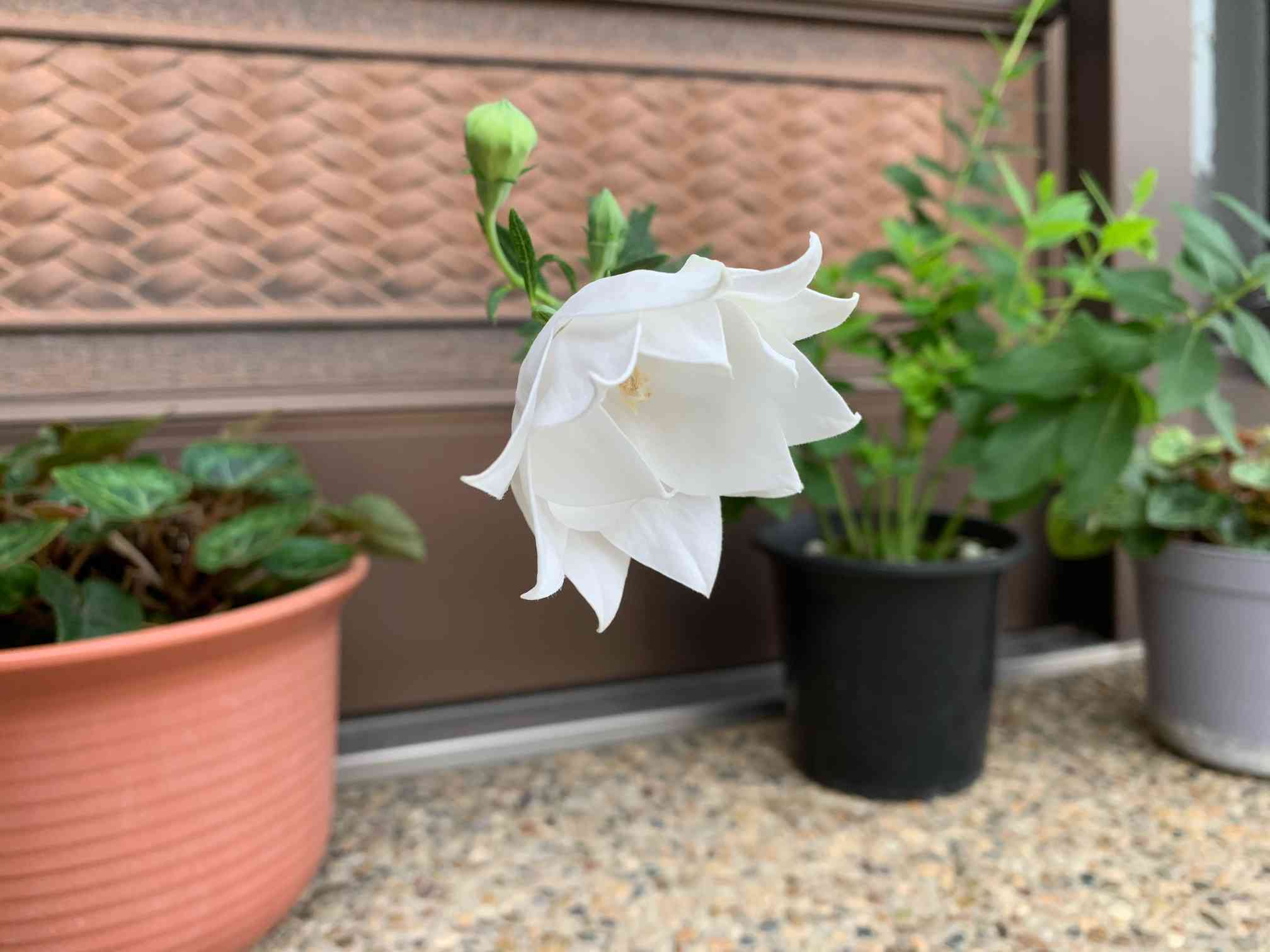 2019年 八重咲き(三重咲き)桔梗を鉢ごと地植えして越冬させました