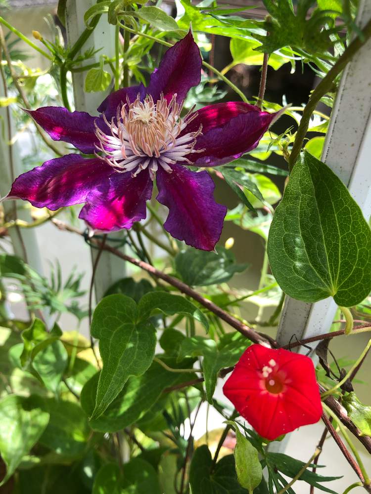 クレマチス ドクターラッペルの投稿画像 By Fonmoroさん るこうあさがおと植物のある暮らしとガーデニング大好き と台風接近と私の癒し とガーデニングと花のある暮らしとチーム福岡と花壇dと地植えとiphone撮影と植物のある暮らしとガーデニング大好き と台風