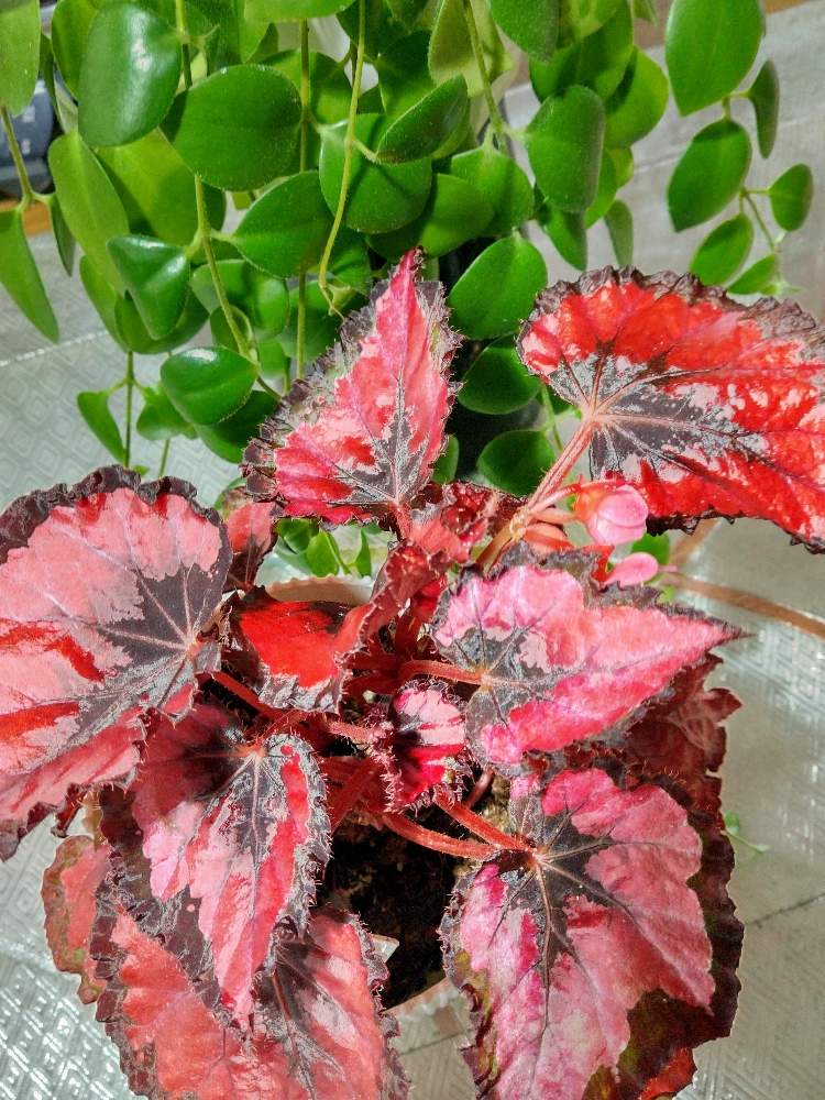 エスキナンサス トリコロールの投稿画像 By インコちゃんさん レックスベゴニア ステンドグラスと鉢植えと花のある暮らしと赤い葉とおうち園芸 月9月5日 Greensnap グリーンスナップ