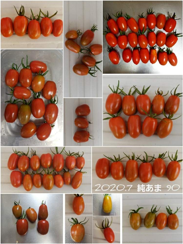 ミニトマトの投稿画像 By ちゃわんさん サントリー本気野菜とおうちde菜園 月9月5日 Greensnap グリーンスナップ