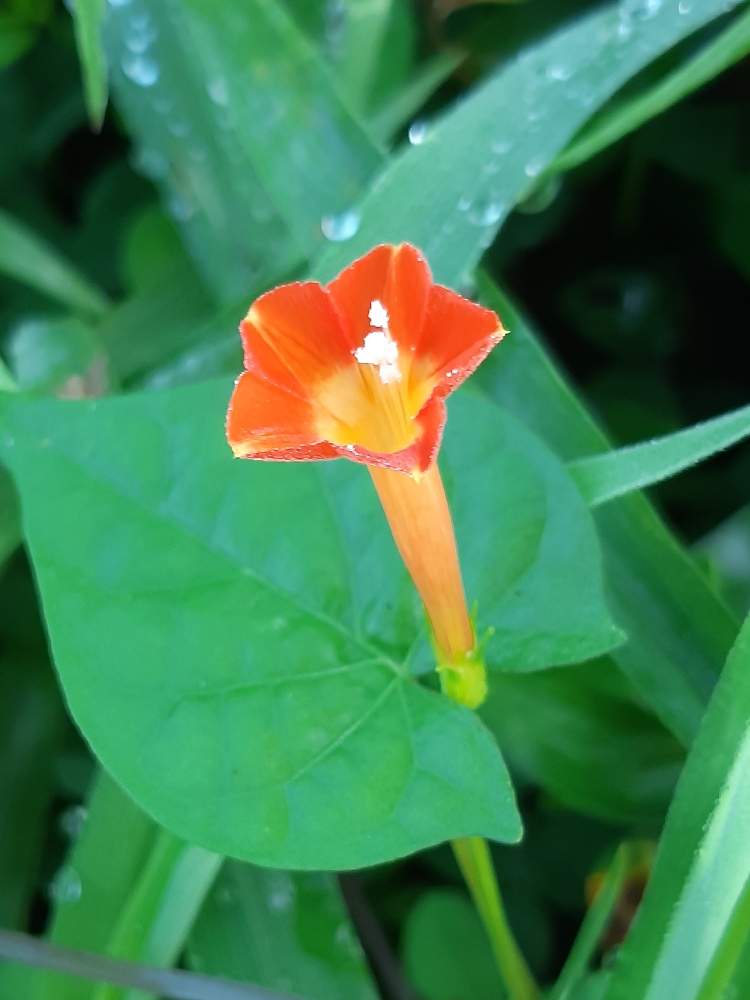 野の花の投稿画像 By るぅさん オレンジ色の花とみどりみどりとツル性植物とマルバルコウソウと野の花とオレンジ色の花とみどりみどりとツル性植物 月9月5日 Greensnap グリーンスナップ Greensnap グリーンスナップ