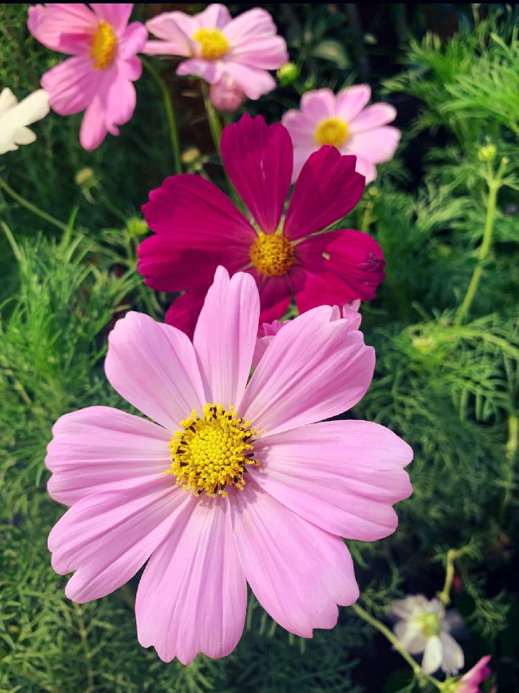 赤いお花の投稿画像 By Emiさん 薄いピンクの花と花のある暮らしと少し濃いピンクのお花 とiphone撮影 月9月5日 Greensnap グリーンスナップ