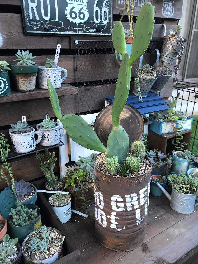 男前リメ缶のサボテン寄せ植え🌵｜🍀GreenSnap（グリーンスナップ）