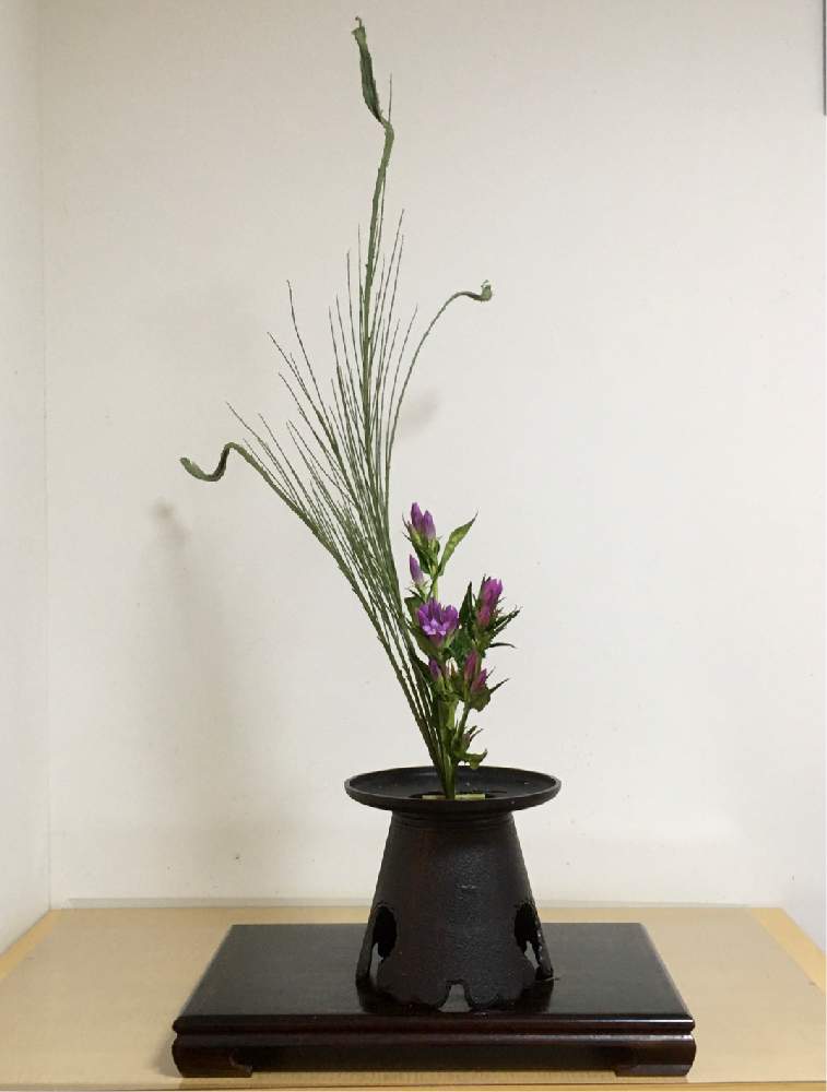 エニシダの投稿画像 By Suihoさん リンドウとお稽古と生花と池坊といけばなと花のある暮らし 月9月5日 Greensnap グリーンスナップ エニシダの投稿画像 By Suihoさん リンドウとお稽古と生花と池坊といけばなと花のある暮らし 月9月5日 Greensnap グリーンスナップ