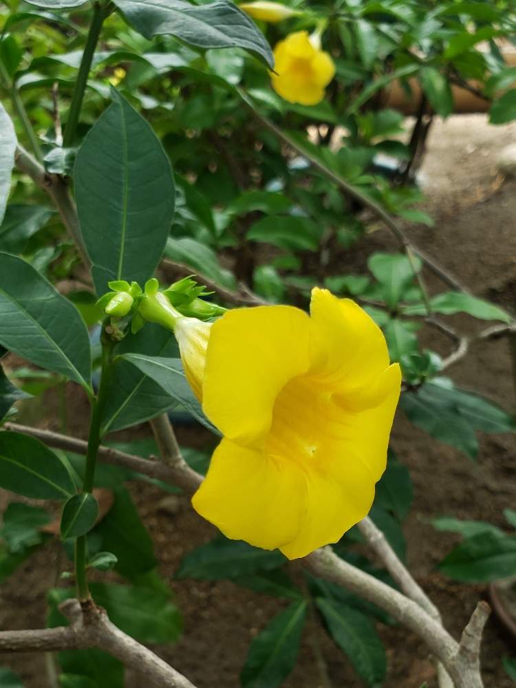 ヒメアリアケカズラの投稿画像 By よっしさん 開花と室内栽培と花壇と季節の花と植物園と サボテンとおでかけ先と花のある暮らしと四季の風景とgreen Up と咲くやこの花館 月9月5日 Greensnap グリーンスナップ