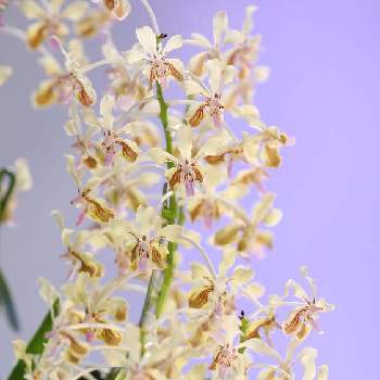 バンダ 翡翠蘭 の投稿画像一覧 Greensnap グリーンスナップ